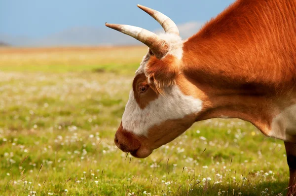 Cabeza de toro rojo —  Fotos de Stock