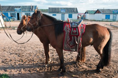 Horses in village in the north of Mongolia clipart