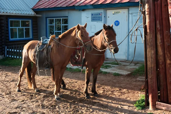 Paarden in dorp in het noorden van Mongolië — Stockfoto