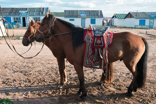 Άλογα στο χωριό στο βόρειο τμήμα της Μογγολίας — Φωτογραφία Αρχείου