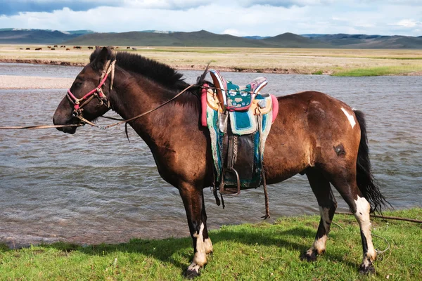 Mongoolse horse opgezadeld — Stockfoto