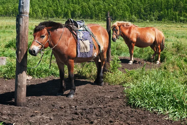 Moğolistan kuzeyde atlar — Stok fotoğraf