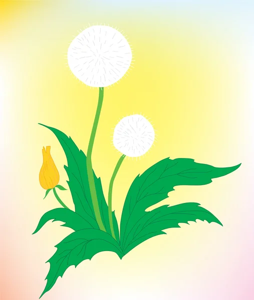Květinové pozadí. krásná Pampeliška na barvu pozadí — Stockový vektor
