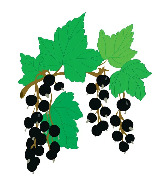 Bakgrund. en svart vinbär på en gren med blad — Stock vektor