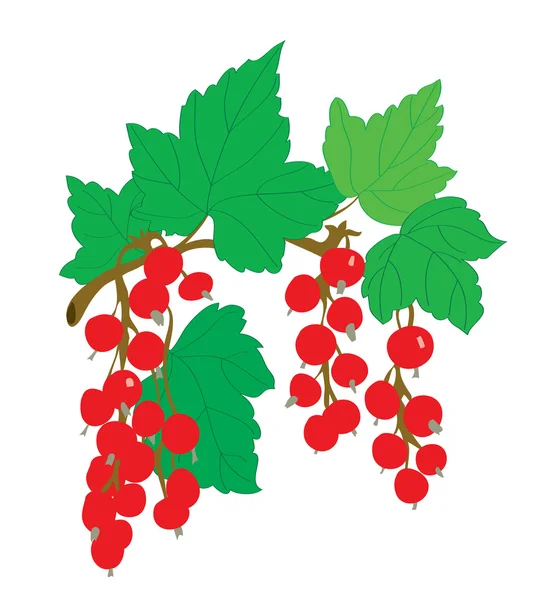 Bakgrund. en röda vinbär på en gren med blad — Stock vektor