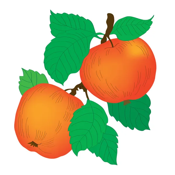 Frukt bakgrund. två saftiga äpplen på en gren — Stock vektor