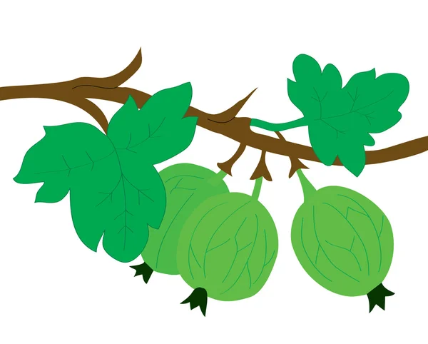 Fundo de fruta. Um ramo com uma groselha espinhosa e folhas — Vetor de Stock
