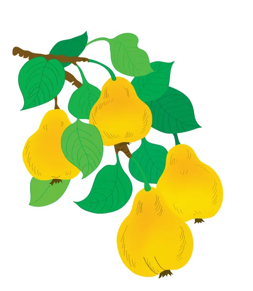 Fruit achtergrond. een tak met peren en bladeren — Stockvector