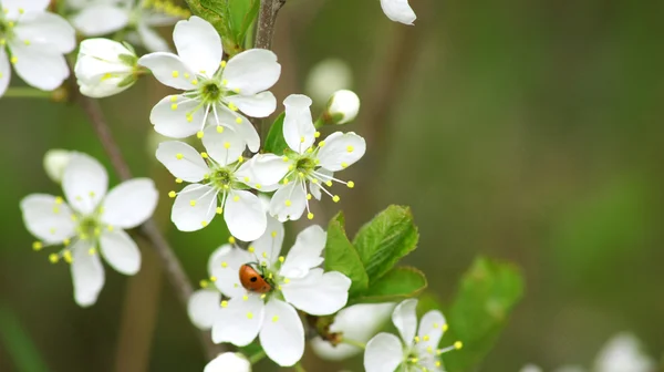 arka plan. ladybirds ile güzel bir çiçek açması kiraz