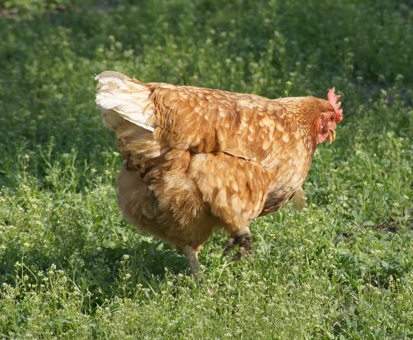 stock image Background. A brown hen on a grass.