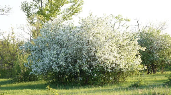 stock image Background. A tree. White flowers of an apple-tree.