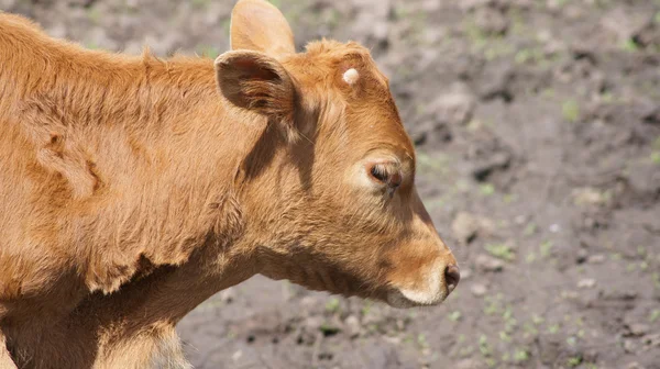背景。動物。小さな茶色の子牛. — ストック写真