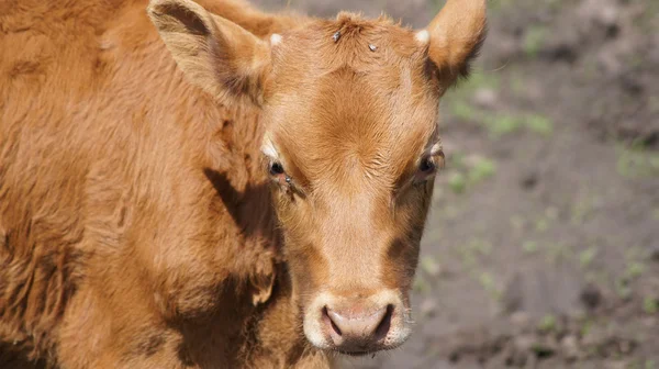 Bakgrund. ett djur. en liten brun kalv. — Stockfoto