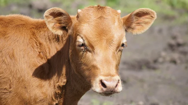 Contesto. Un animale. Un piccolo vitello marrone . — Foto Stock