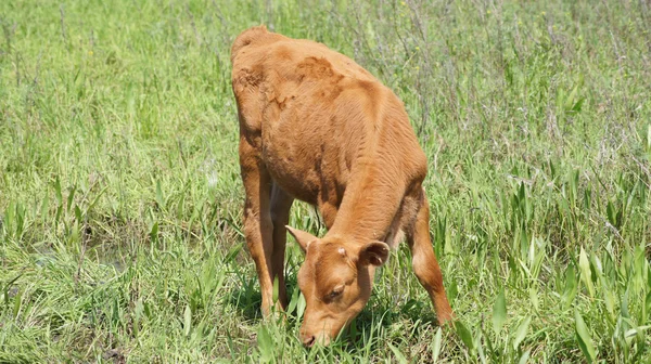 背景。動物。小さな茶色の子牛. — ストック写真