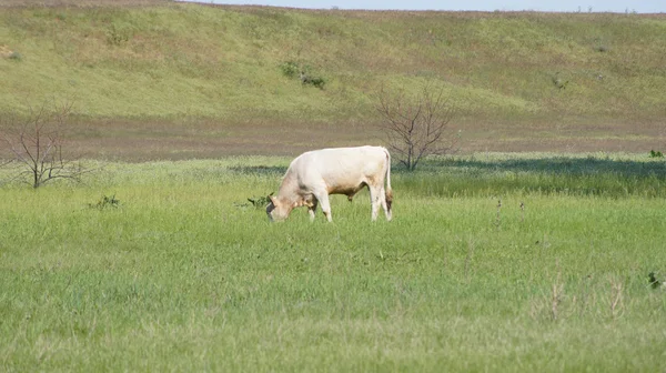 自然。牧草地に牛の群れ — ストック写真
