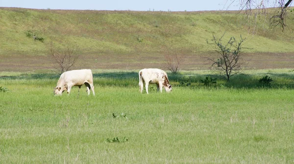 Природа. Стадо коров на лугу — стоковое фото