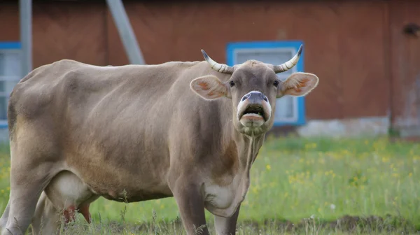 Mooi bruin volbloed koe op een boerderij. — Stockfoto