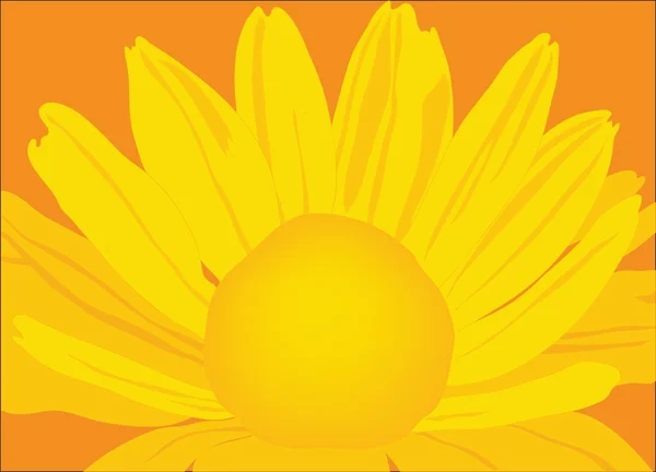 Schöne gelbe Sonnenblume. — Stockvektor
