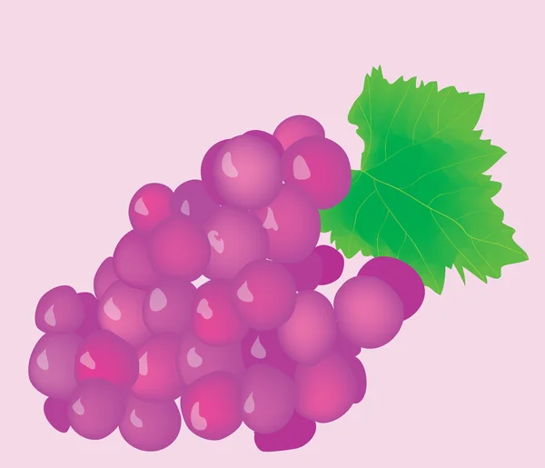 Кластер соковитого стиглого винограду . — стоковий вектор