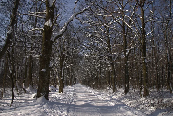 Güneşli kış günü parkta — Stok fotoğraf