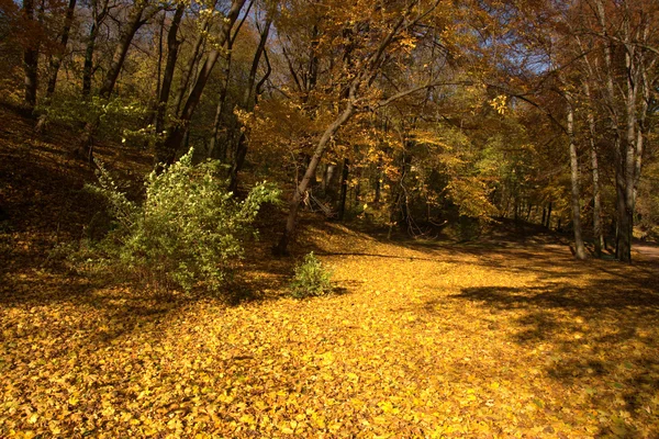 Beautiful gold fall — Stock Photo, Image