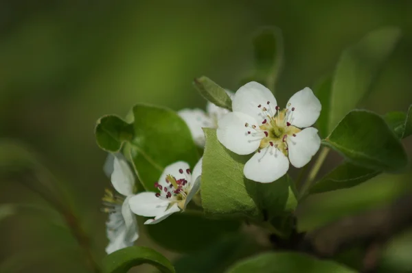 梨の花 — ストック写真