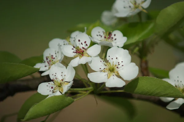 Цветок белой груши — стоковое фото