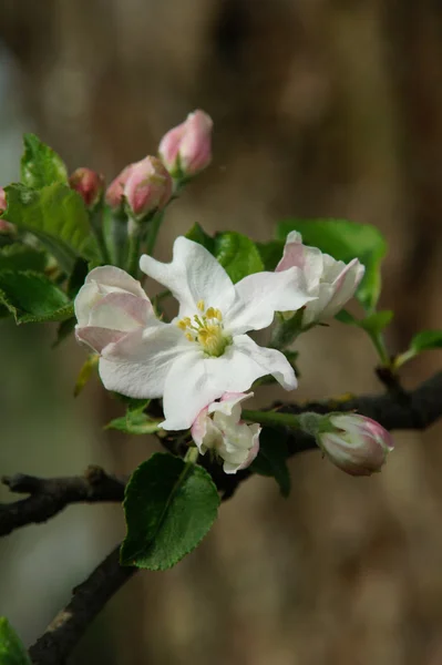 Manzanas en flor — Foto de Stock