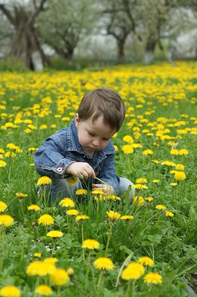 Мальчик собирает весенние цветы — стоковое фото