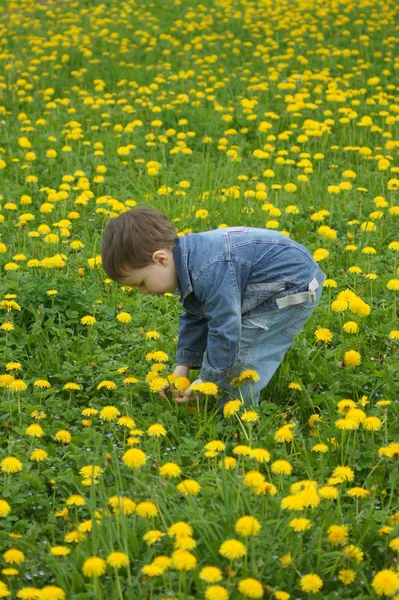 Мальчик собирает весенние цветы — стоковое фото