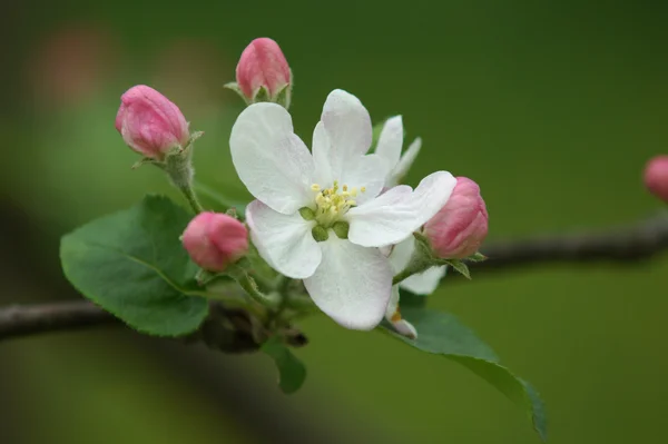 Белые цветы яблони — стоковое фото