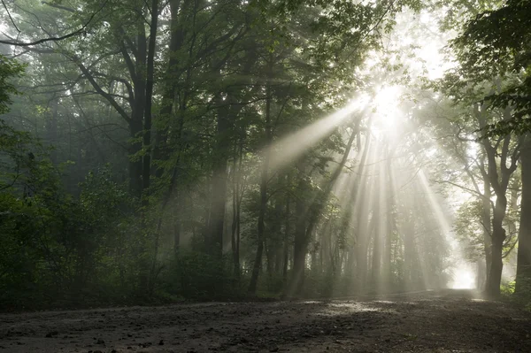 stock image Sun rays