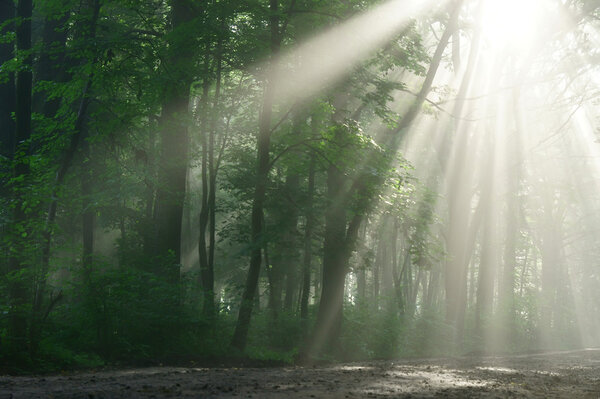 Sun rays, visible through the trees in the misty morning.
