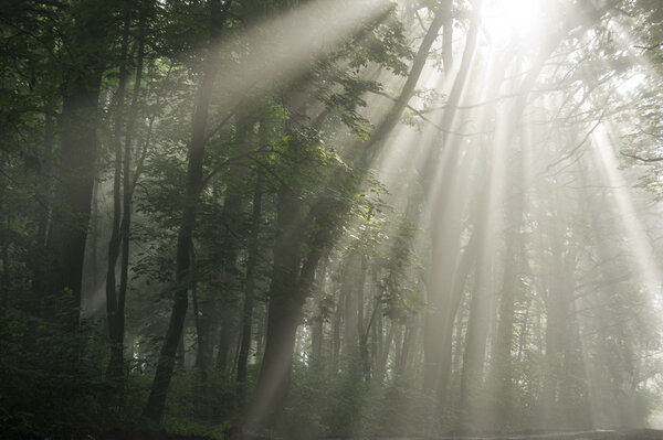 Sun rays, visible through the trees in the misty morning.