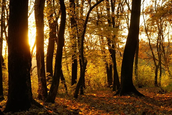 Floresta de outono Fotografia De Stock