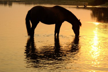 Horse on a watering place clipart