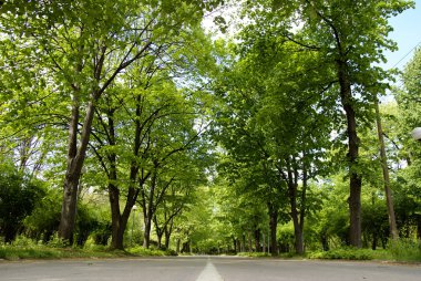 dalları tonları giden yol