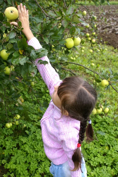 Äpfel ernten — Stockfoto