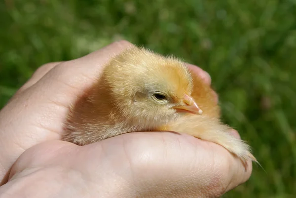 Chicken in hands — Stock Photo, Image