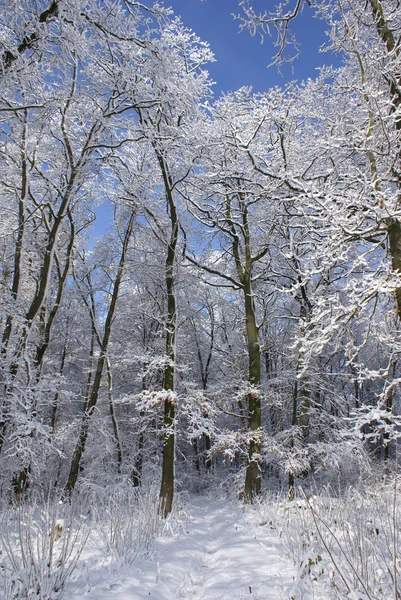 Karla kaplı orman — Stok fotoğraf