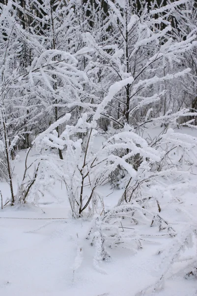 Δέντρα χιονισμένα — Φωτογραφία Αρχείου