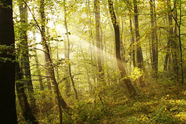 神秘的な森 — ストック写真