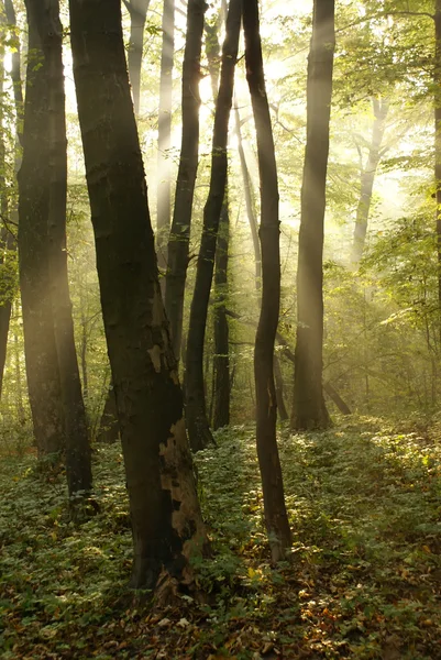 Beechen 숲 — 스톡 사진