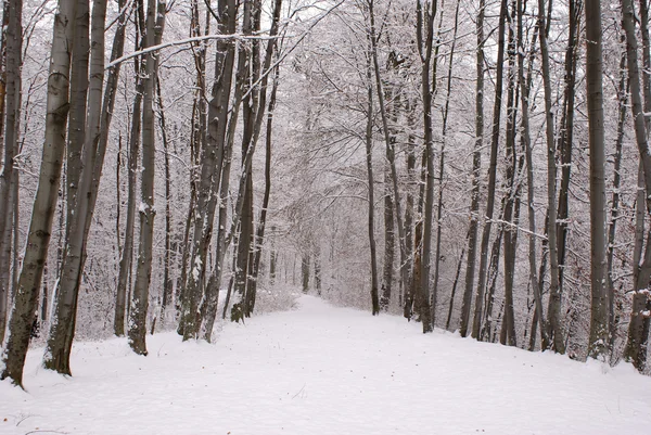 冬アベニュー — ストック写真