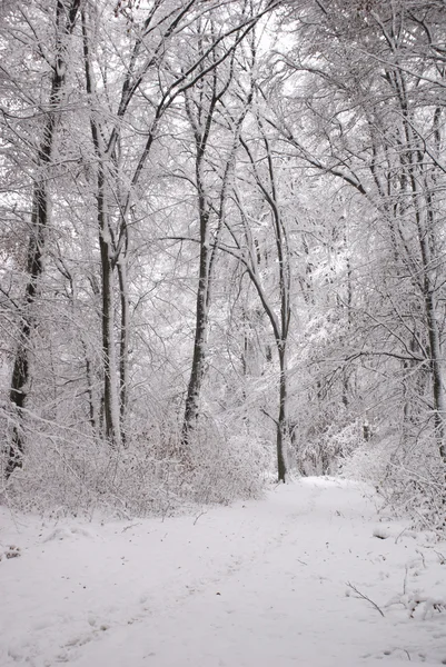 Karla kaplı ağaçlar — Stok fotoğraf
