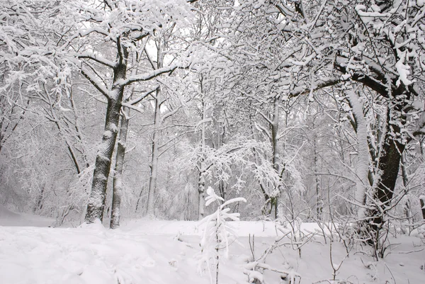 Bosque cubierto de nieve — Foto de Stock
