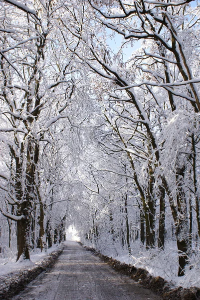 Kış avenue — Stok fotoğraf