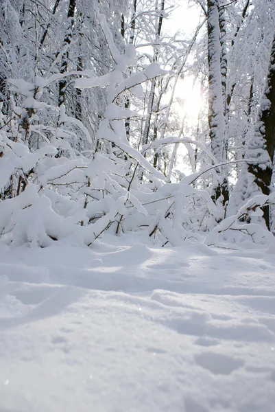 雪に覆われた森林 — ストック写真
