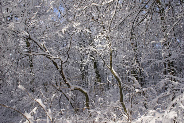 Schneebedeckter Wald — Stockfoto